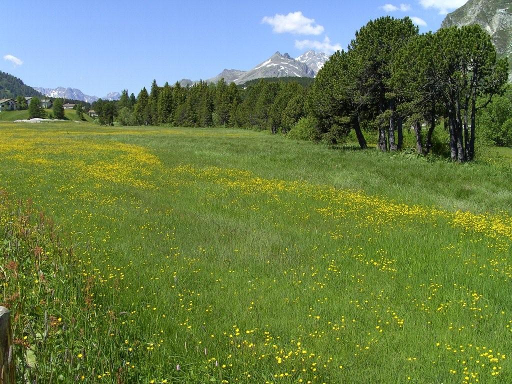 Scenari alpini